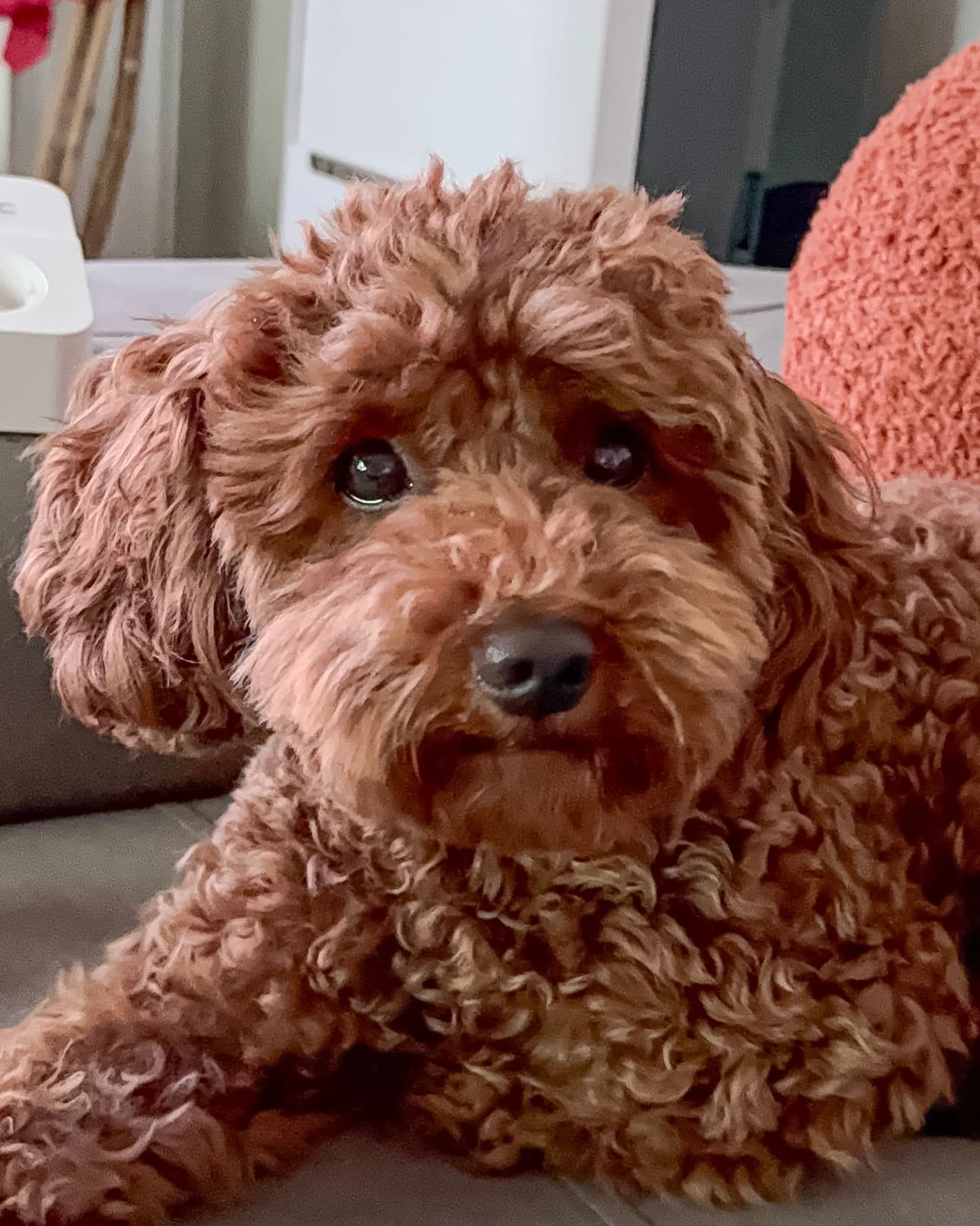 Reference photo — a red poodle