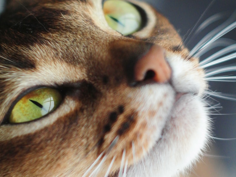 Abyssinian cat coat close-up showing individual ticked hairs with color bands in natural light