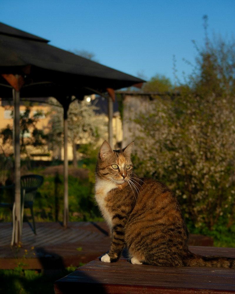 Abyssinian cat in alert pose with ears forward showing lithe athletic build for AI portrait reference