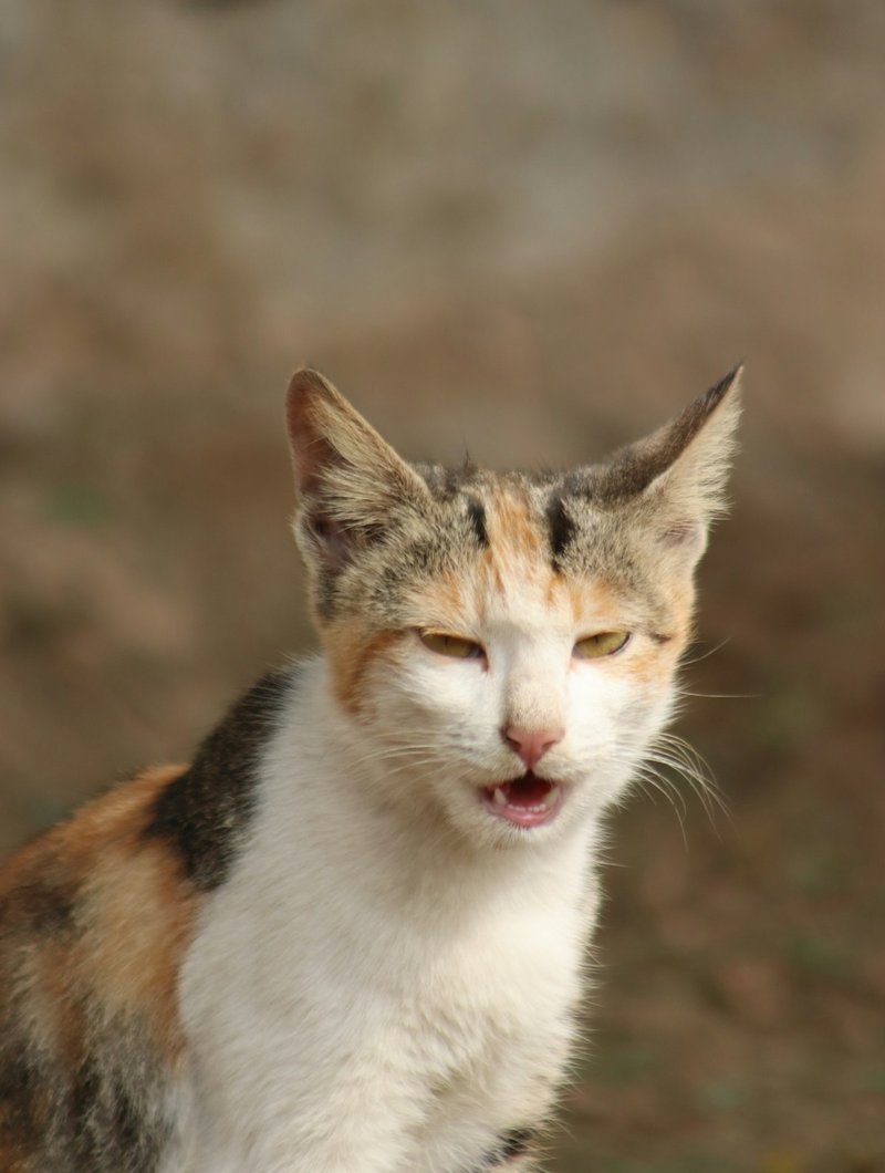 Abyssinian cat at three-quarter angle showing ticked coat and elegant wedge face for AI portrait