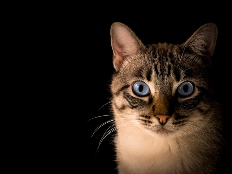 American Shorthair gümüş tabby tüy detayı — eşit ışıkta çizgi ve girdap deseni