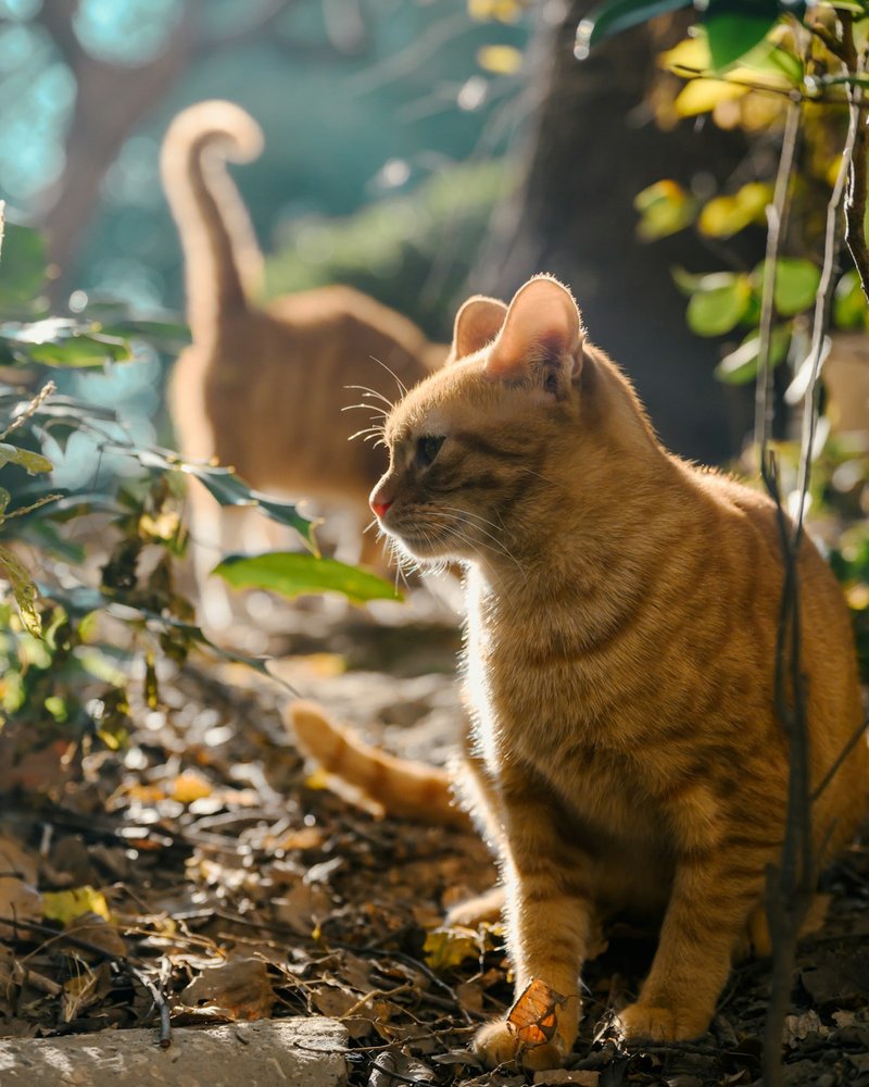 American Shorthair yuvarlak yüz yakın çekim — M işareti ve yeşil gözler AI portre referansı