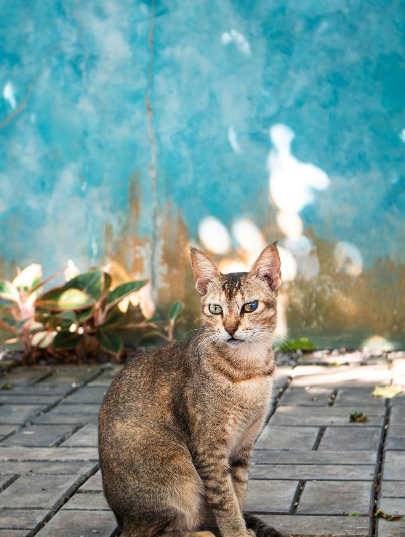 Gümüş tabby American Shorthair — kalın M işareti ve klasik çizgi deseni portre için ideal