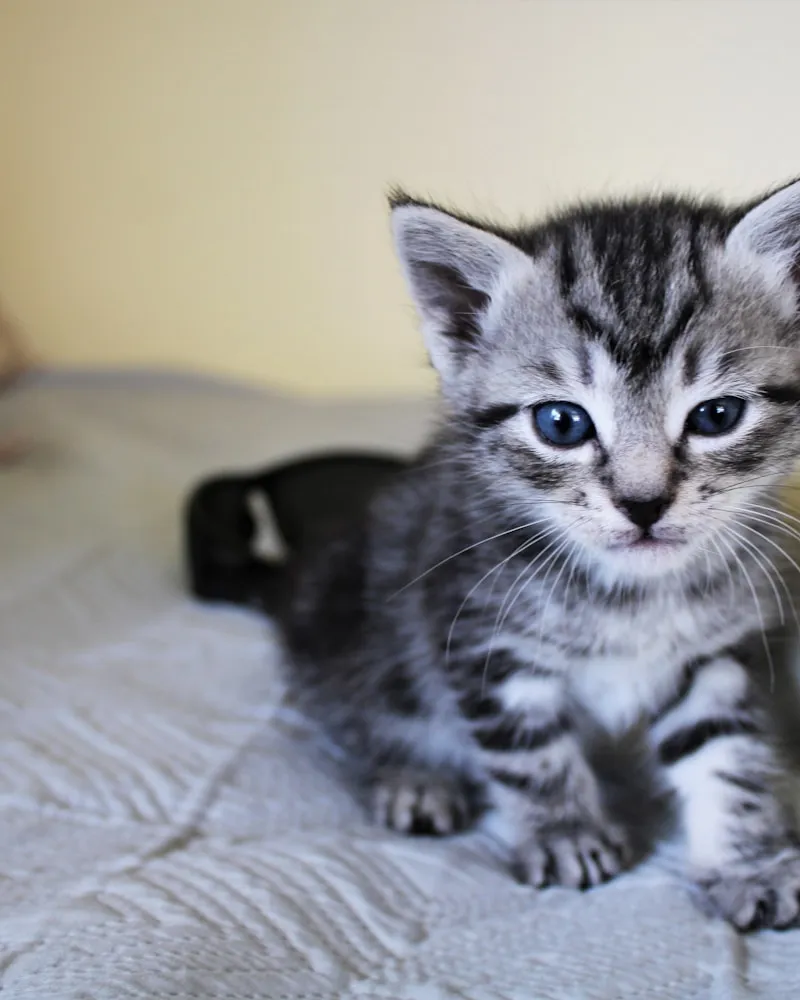 American Shorthair portrait
