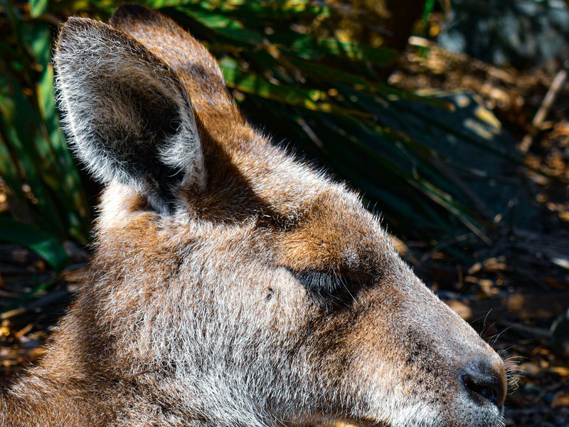 Australian Shepherd in even lighting showing detailed blue merle coat pattern for AI portrait