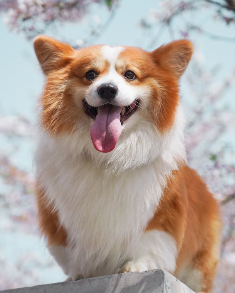Australian Shepherd sitting calmly with clean coat — ideal upload for AI pet portrait