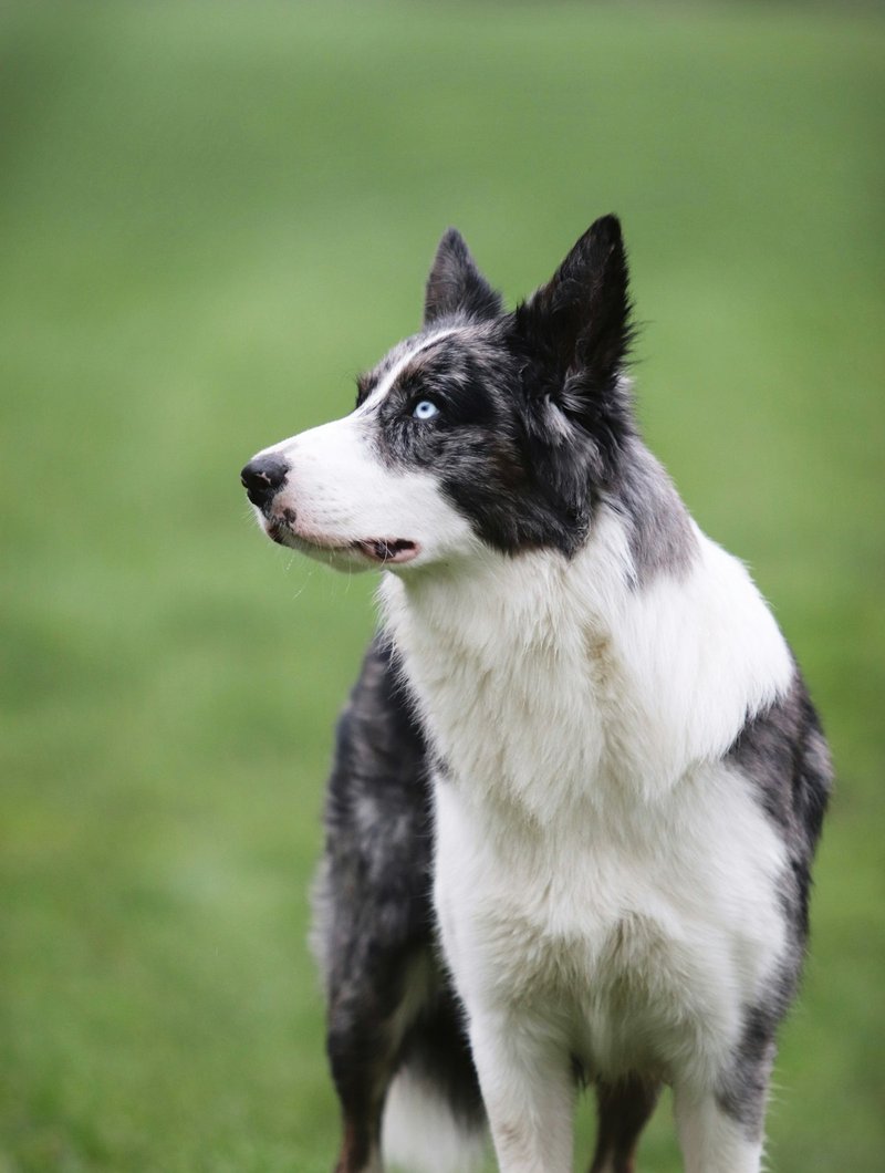 Australian Shepherd showing full merle coat pattern — ideal angle for AI portrait generation
