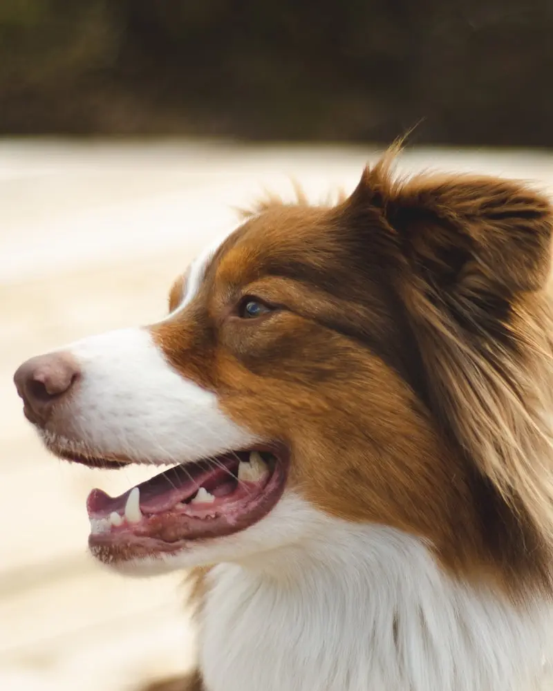 Australian Shepherd portrait