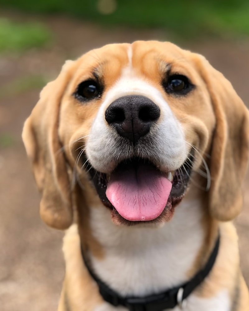 Beagle AI portrait in Caravaggio Twilight style highlighting soulful brown eyes against dark background