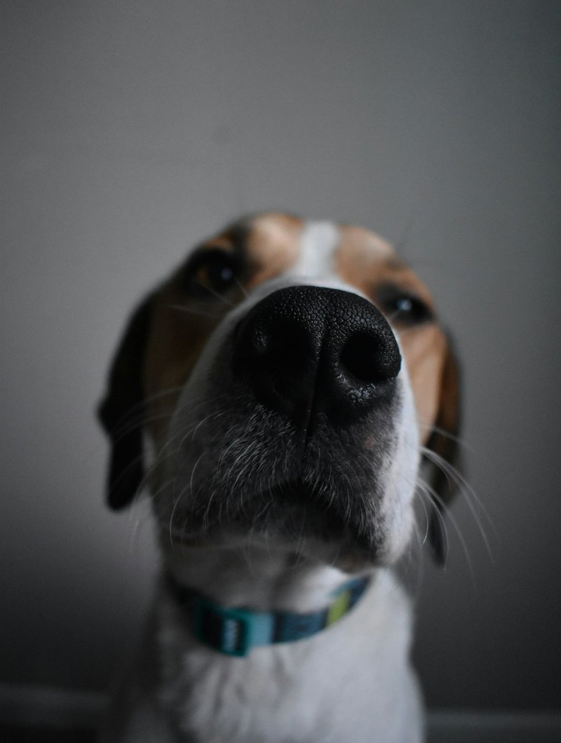 Beagle with big brown soulful eyes looking slightly upward — ideal expression for AI portrait generation