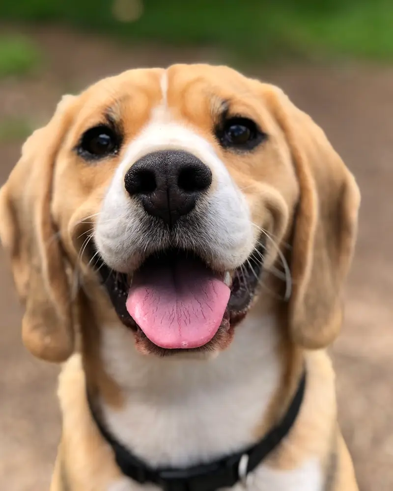 Beagle portrait
