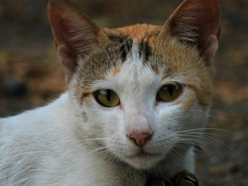 Bengal cat in diffused natural light showing clear rosette pattern and glitter coat shimmer — best lighting for AI portrait upload
