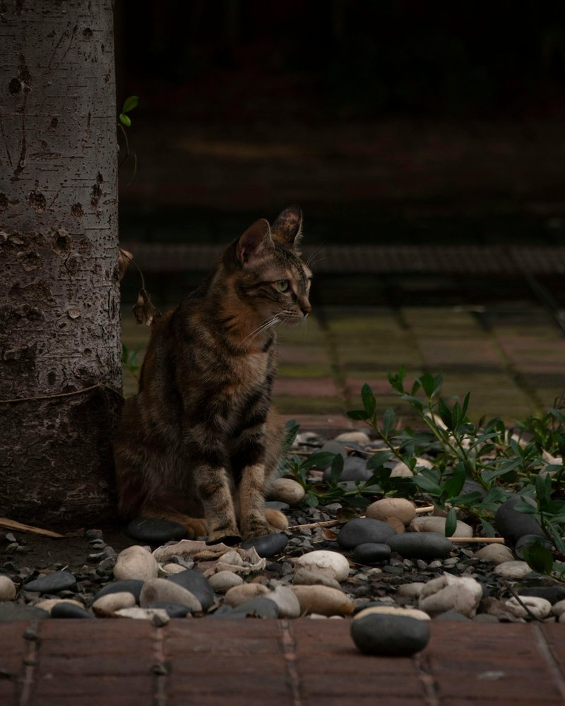 Bengal cat close-up showing glitter gene shimmer on individual hairs and clear spotted coat pattern — portrait-ready detail