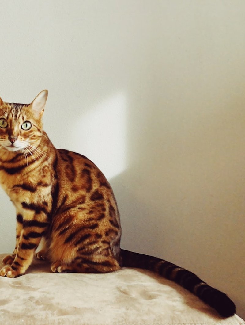 Bengal cat at three-quarter angle showing leopard rosettes and muscular build — ideal framing for AI portrait generation