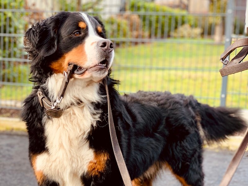 Bernese Mountain Dog close-up showing detailed tri-color fur texture for AI portrait reference