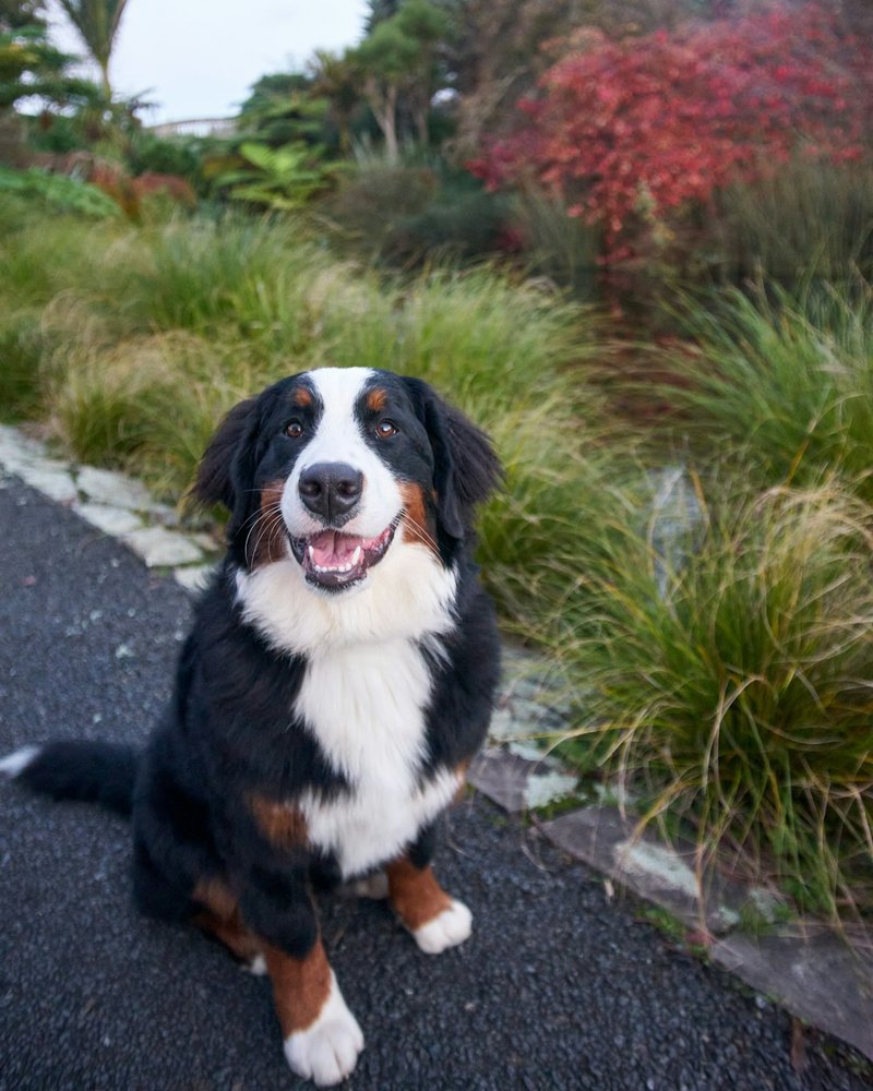 Bernese Mountain Dog in soft natural light showing balanced exposure across black, white, and rust coat