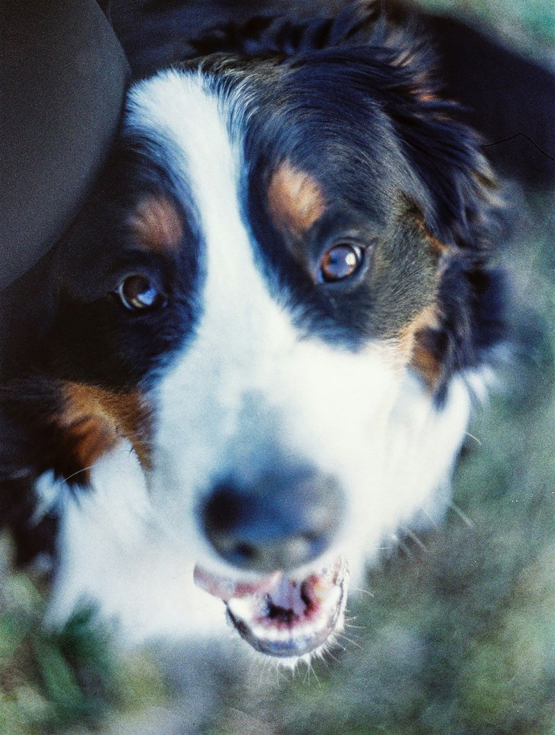Bernese Mountain Dog three-quarter portrait showing tri-color coat pattern for AI portrait generation