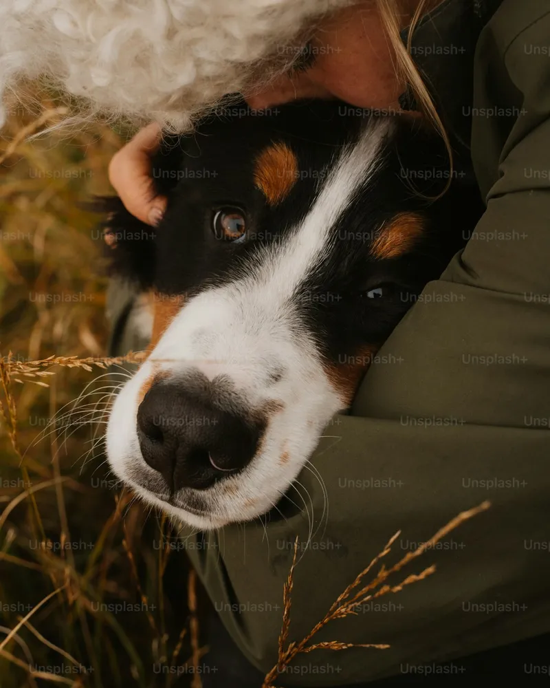 Bernese Mountain Dog portrait