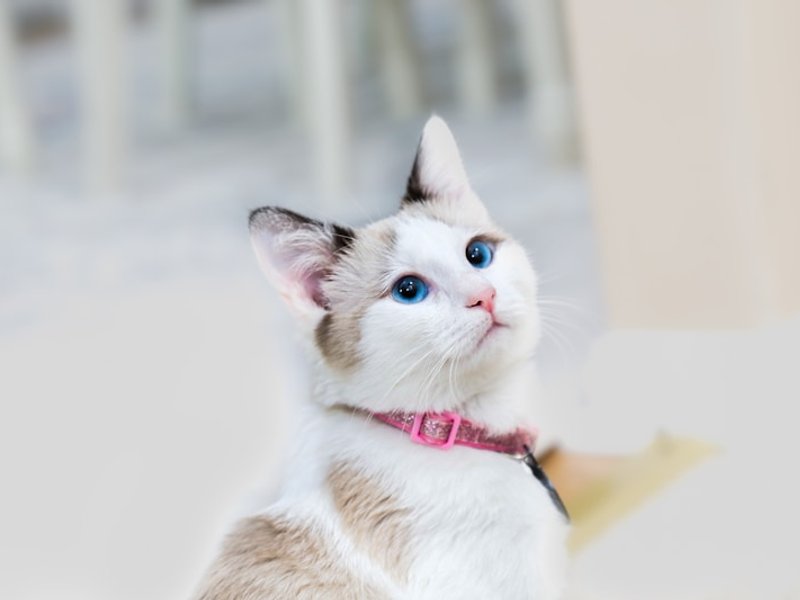 Birman cat white gloved paws against seal-point body showing signature contrast