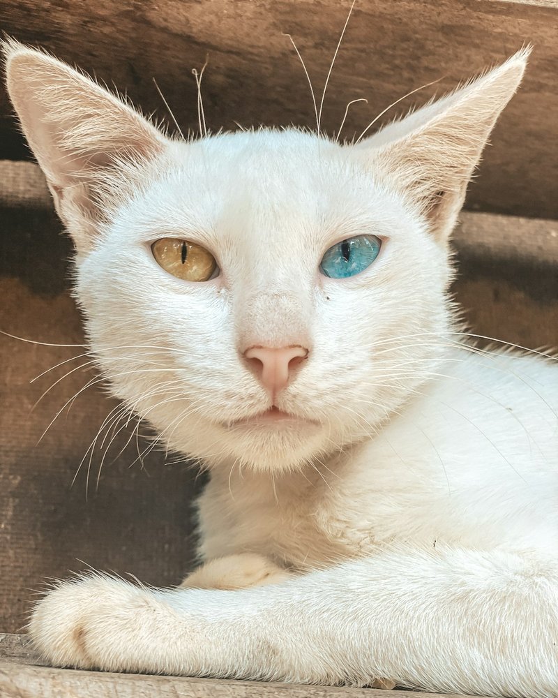 Birman cat close-up showing deep sapphire blue eyes in cool neutral light for AI portrait reference