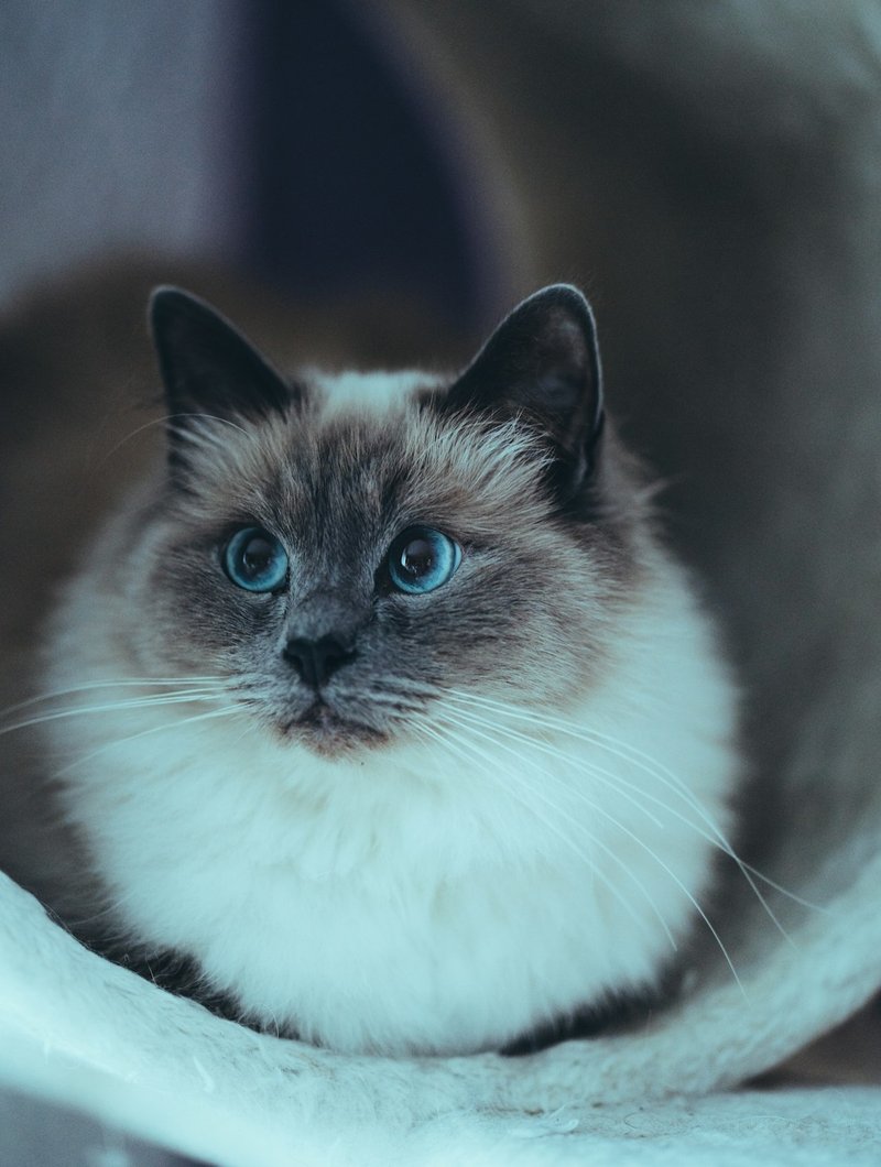 Birman cat showing white gloved paws, color points, and deep blue eyes — ideal for elegant AI portrait