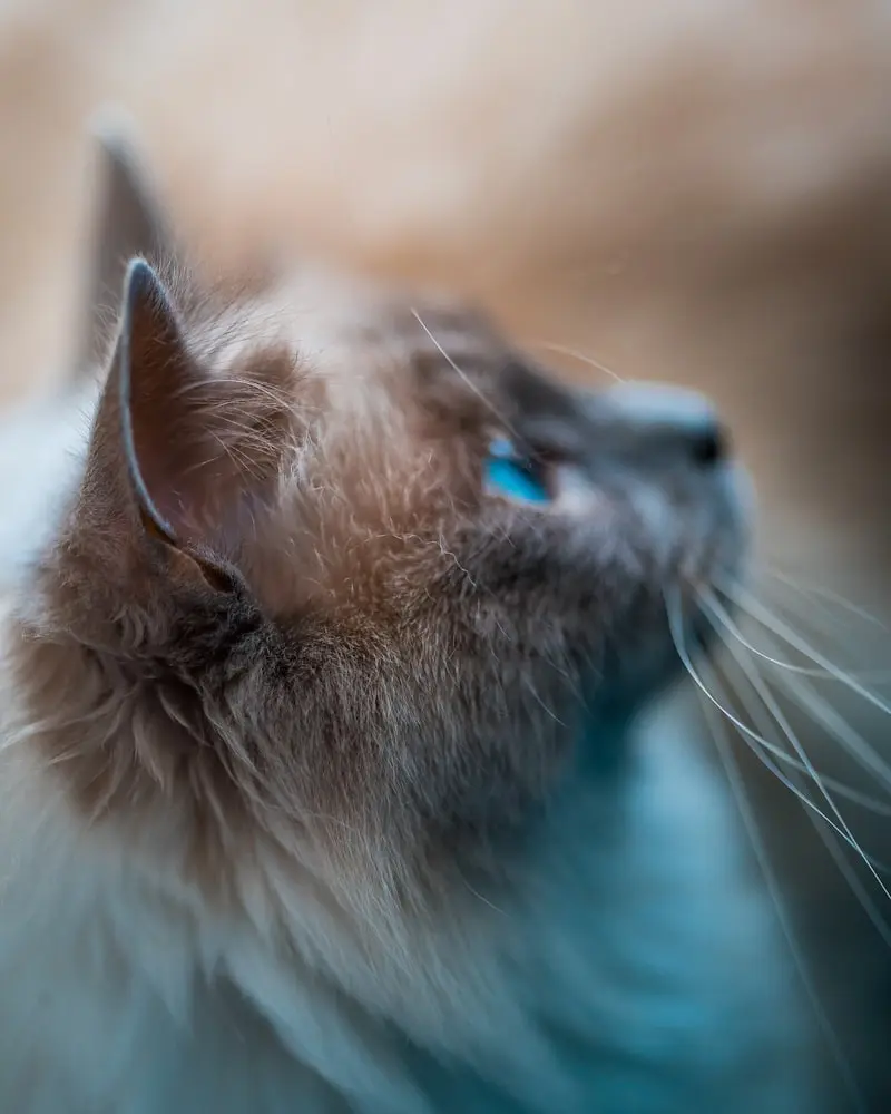 Birman portrait