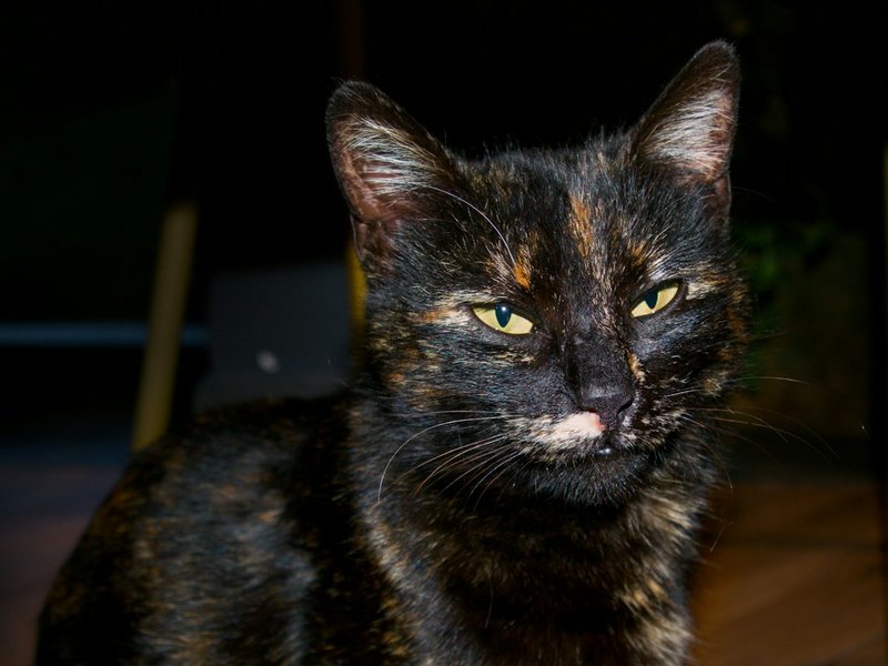 Bombay kedisi parlak ışıkta bakır gözler açık arka plana karşı siyah kedi portre aydınlatma