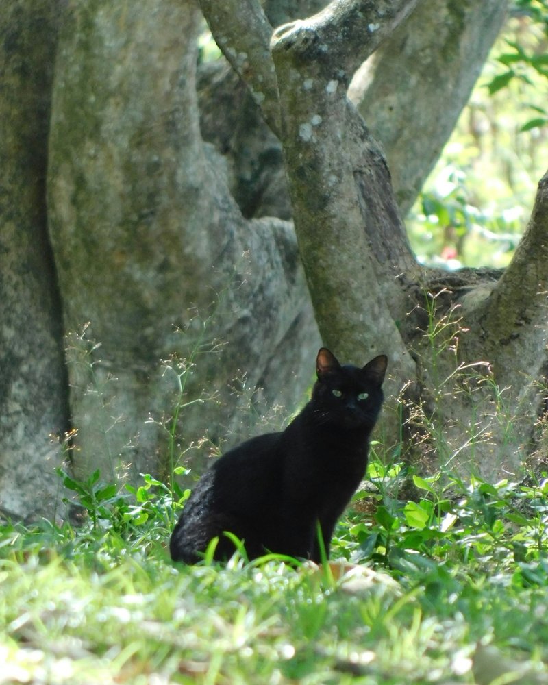 Bombay kedisi yan ışıkta rugan tüy parlaklığı parlak siyah kürk dokusu açık hava