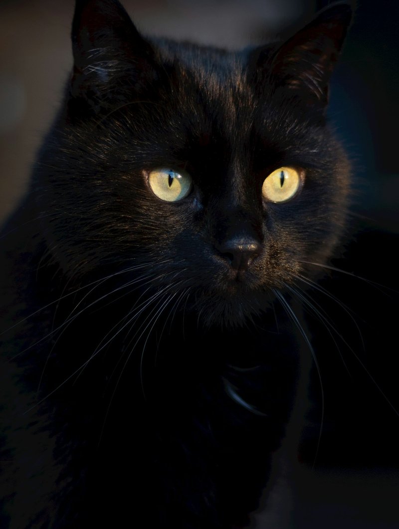 Bombay kedisi kapkara rugan tüy ve bakır gözler üç çeyrek açı AI portre