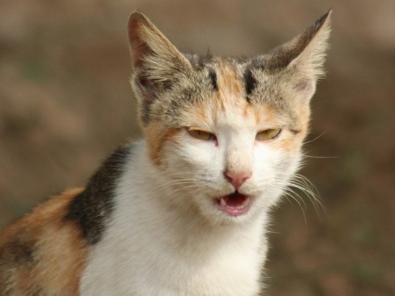 Primo piano del Border Collie che mostra la texture dettagliata del pelo e l'espressione intensa degli occhi