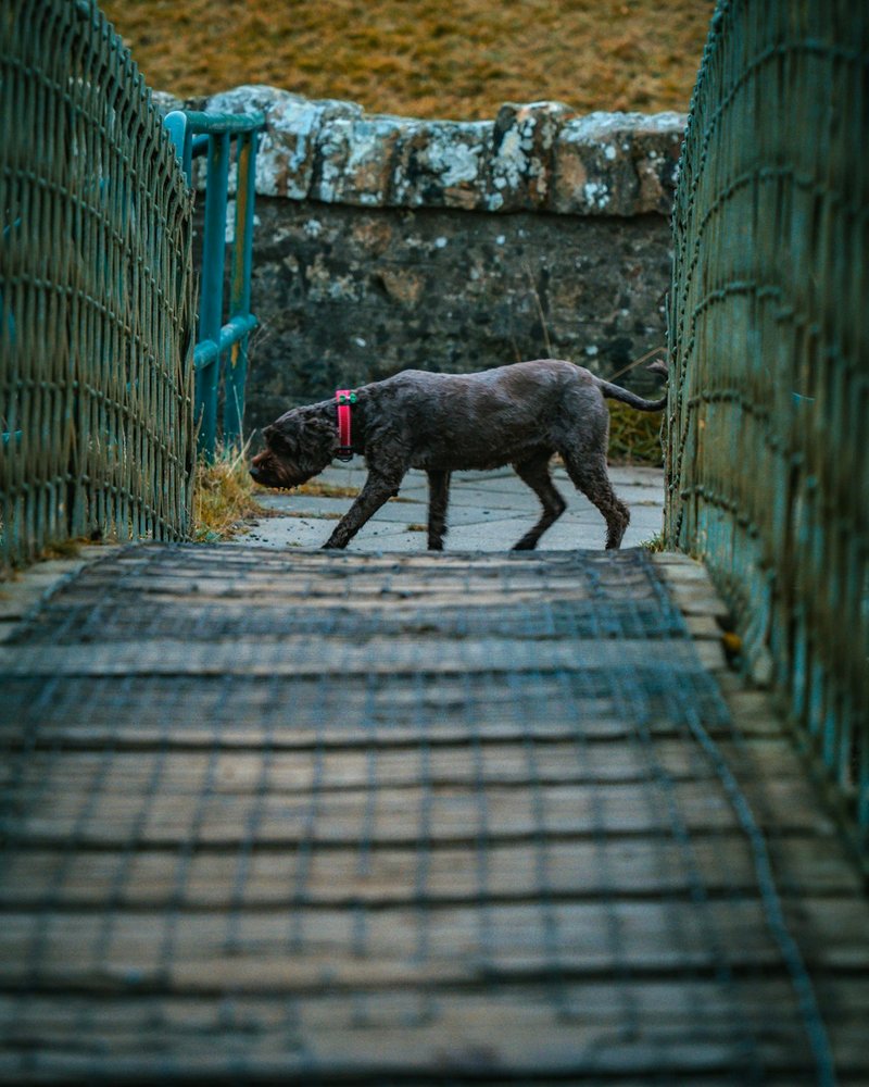 Border Collie in luce naturale morbida che mostra dettagli bilanciati del mantello bianco e nero
