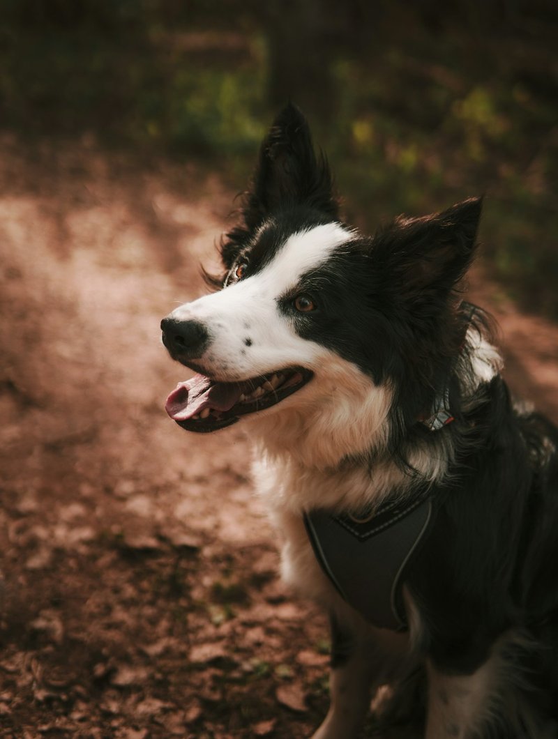 Border Collie con intenso sguardo da pastore — espressione ideale per generazione ritratto AI