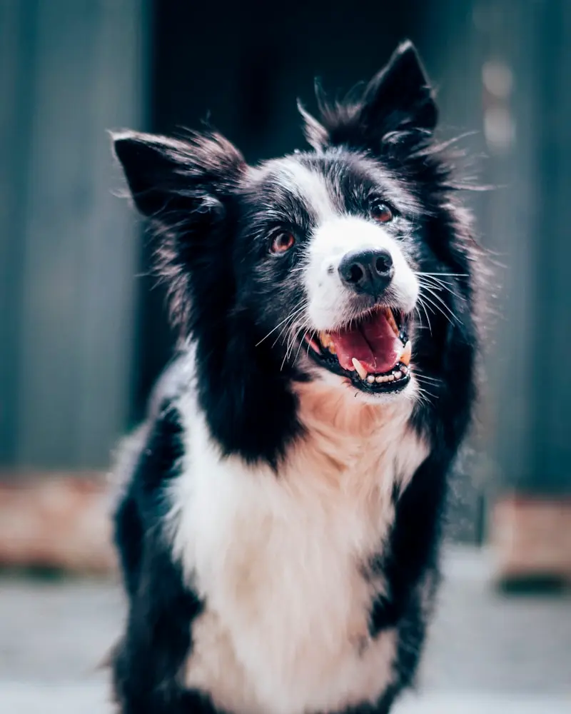 Border Collie portrait