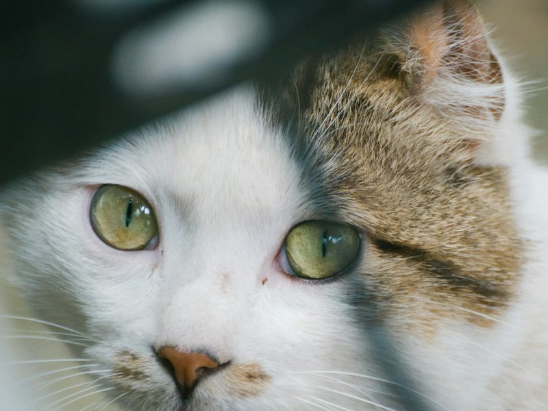 British Longhair in natural light showing full dense coat volume and round face structure — best conditions for AI portrait uploads