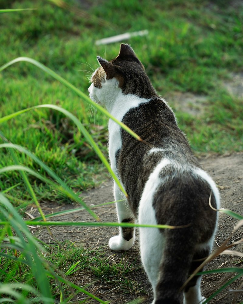 British Longhair close-up showing round face structure and copper eyes with groomed flowing coat — portrait-ready detail