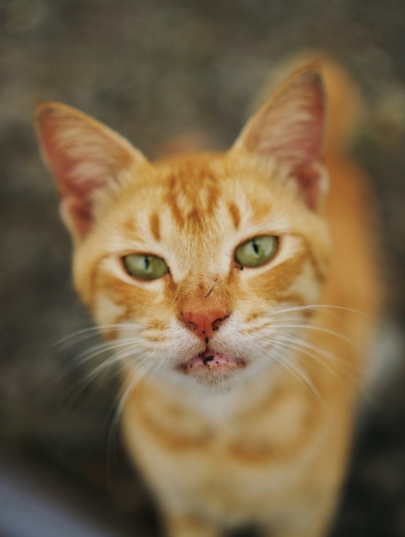 British Longhair cat front-on showing round face and flowing dense coat — ideal framing for AI portrait generation