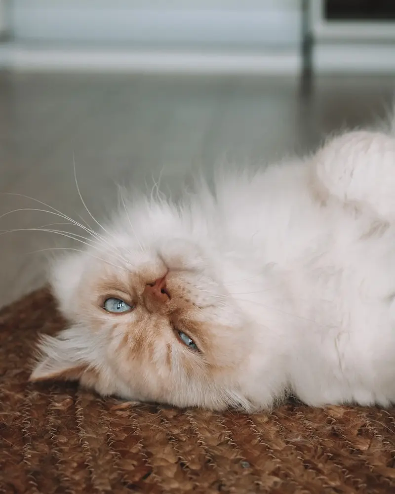 British Longhair portrait