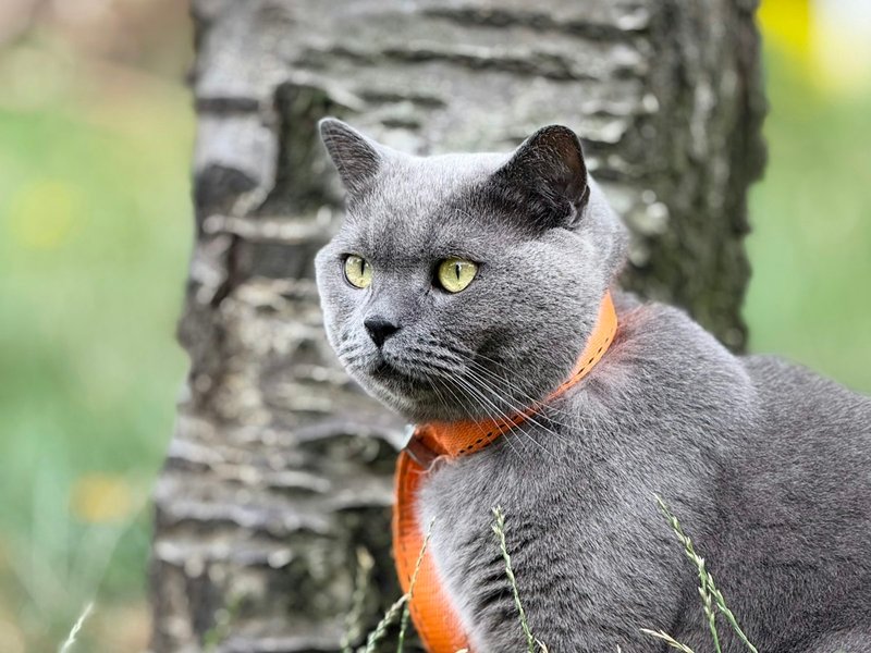 British Blue cat with copper eyes in soft directional light — best color contrast for AI portraits