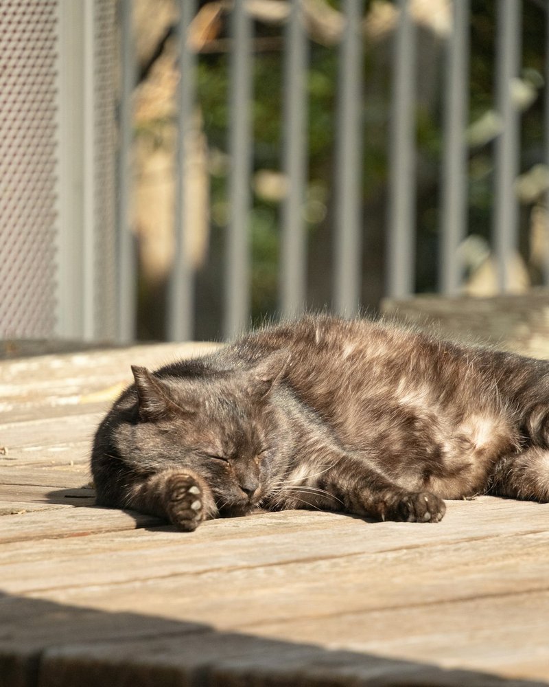 British Shorthair close-up showing dense plush coat texture for AI portrait reference
