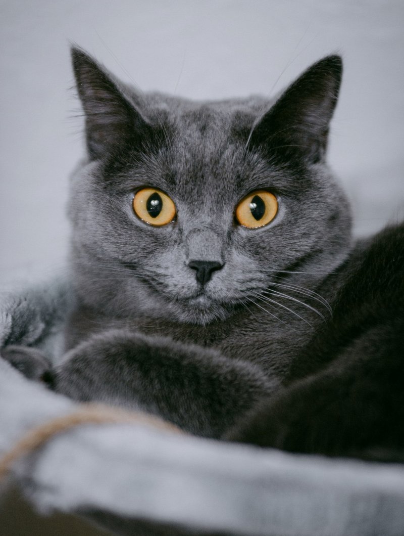 British Shorthair with round face shown straight-on — ideal framing for AI portrait generation