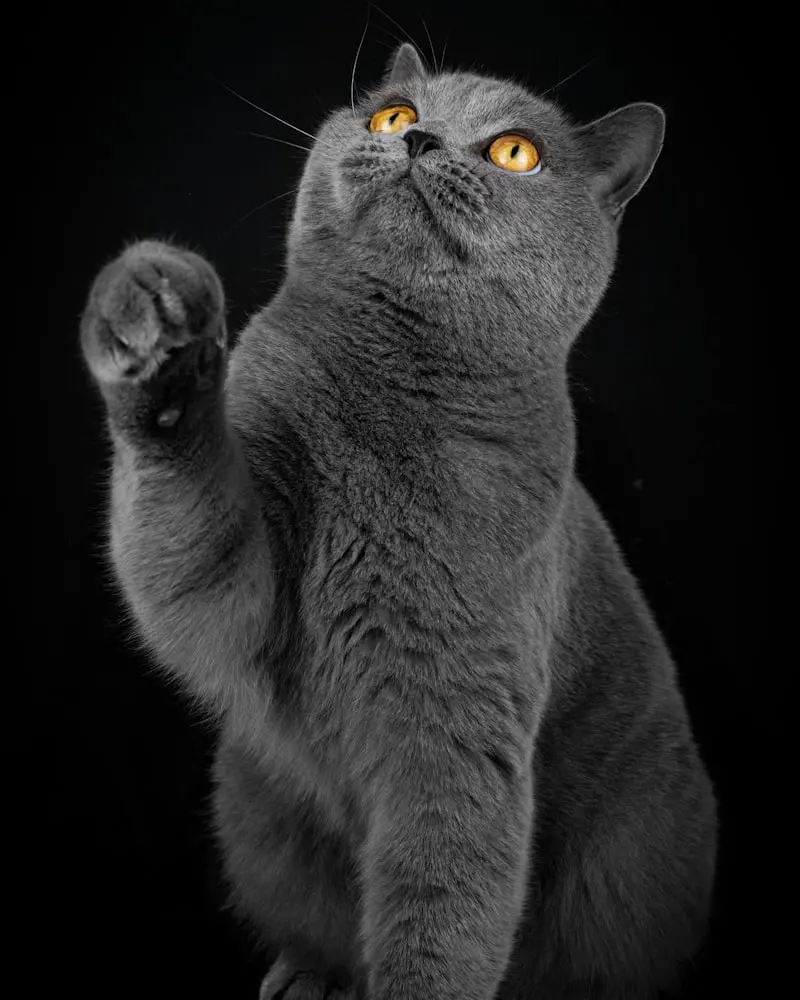 British Shorthair portrait