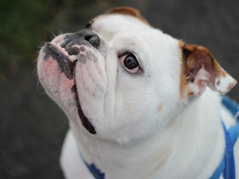 Geniş göğüs ve sağlam oturma pozuyla İngiliz Bulldog yakın çekim — AI portre için ideal kompozisyon