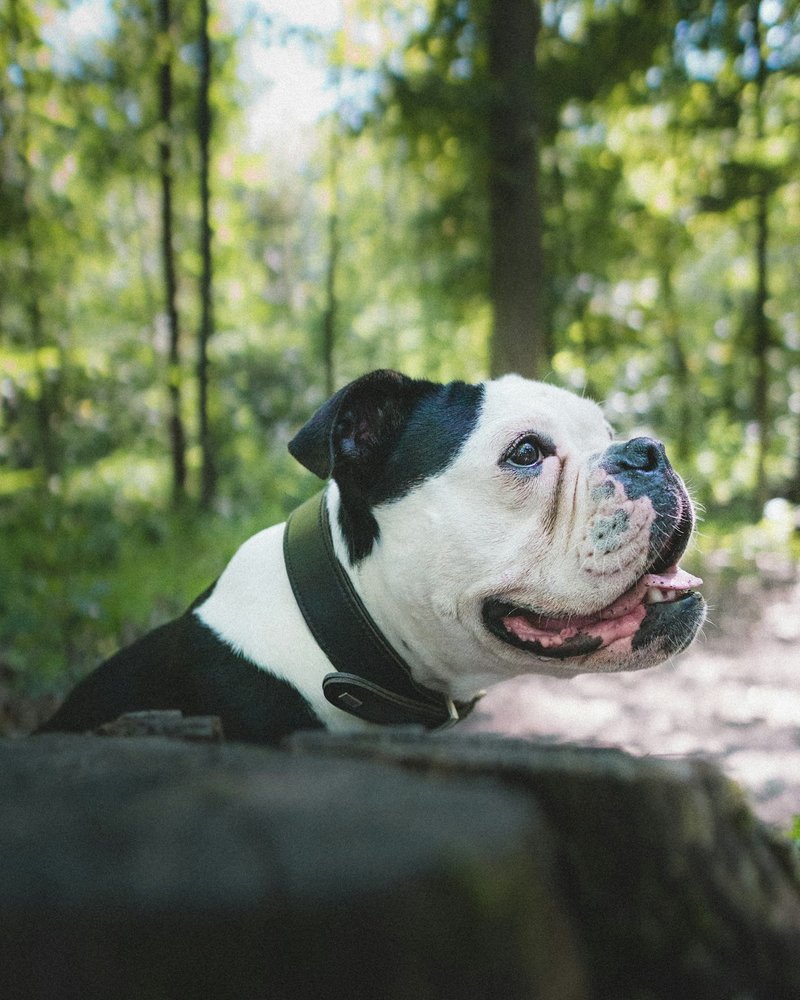 Detaylı yüz kırışıklıkları ve kıvrımlarıyla İngiliz Bulldog açık hava çekimi — AI portre referansı