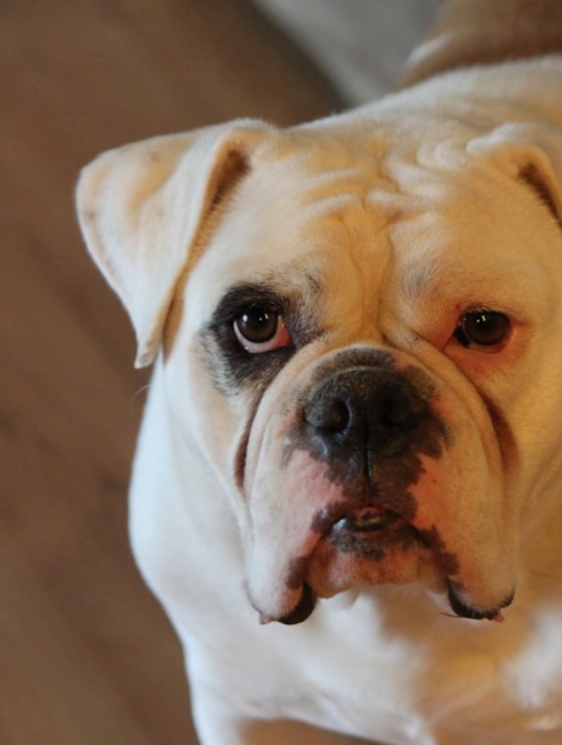 Kırışık yüzü ve doğal ciddi ifadesiyle İngiliz Bulldog — AI portre üretimi için ideal poz