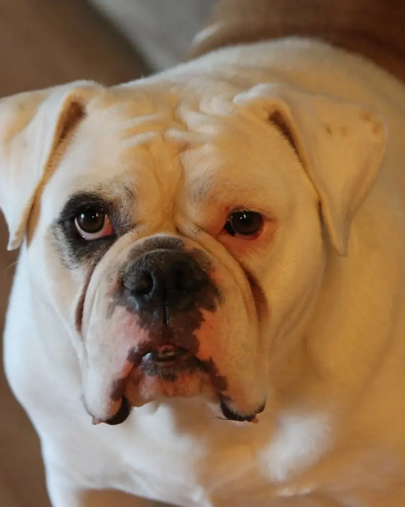Bulldog portrait
