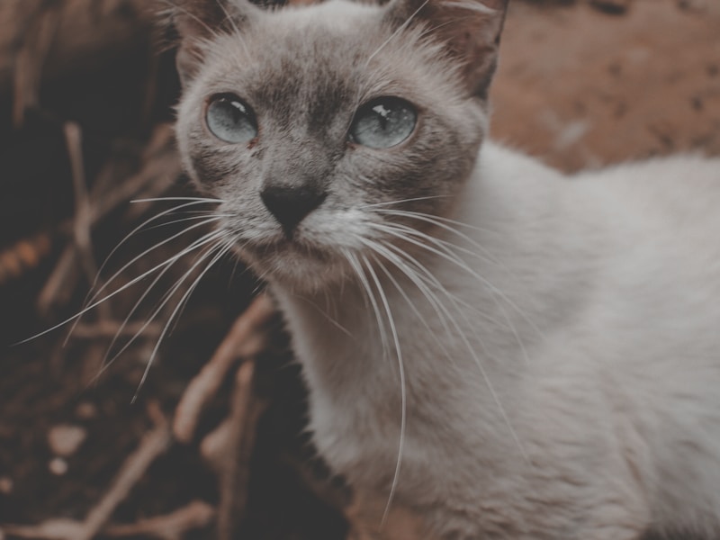 Burmese cat in soft window light showing satin coat sheen and gold eyes with catchlight — best lighting for AI portrait upload