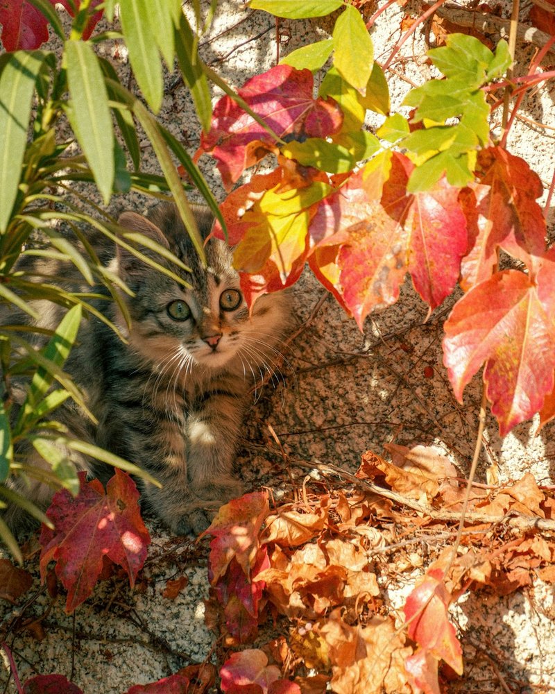 Burmese cat close-up showing gold eye detail with catchlight and smooth sable coat texture — portrait-ready condition