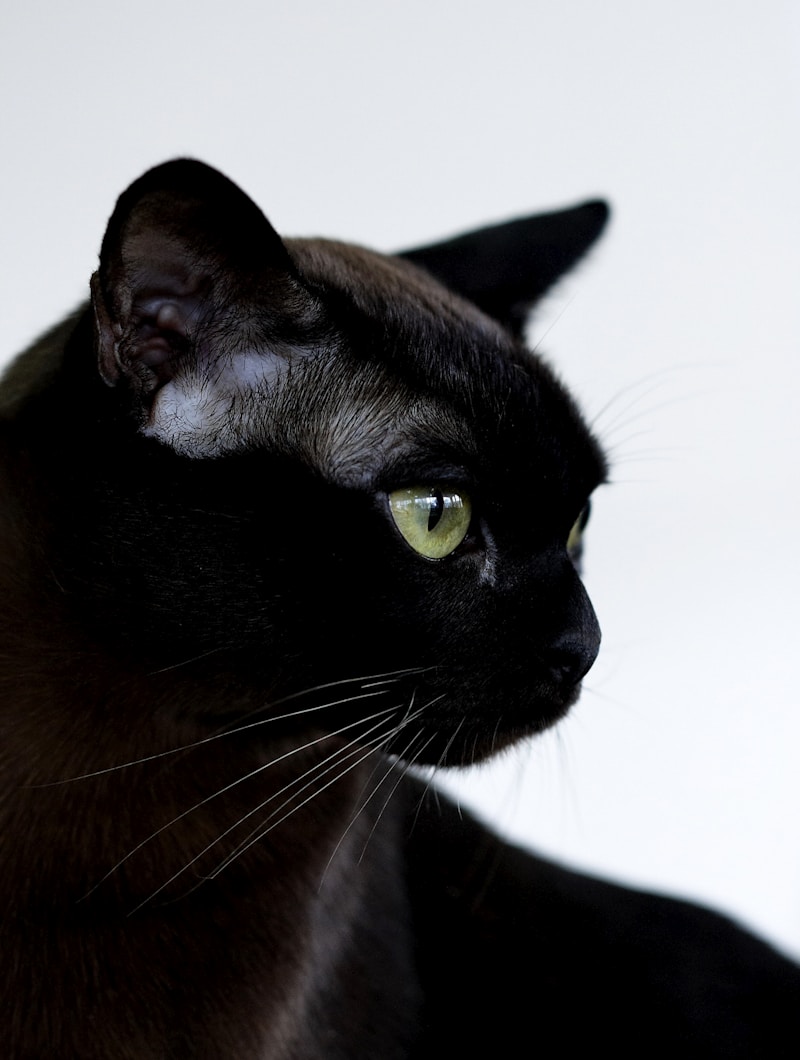Burmese cat front portrait showing intense gold eyes and satin sable coat — ideal angle for AI portrait generation