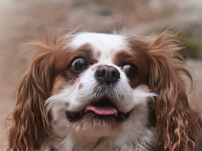 Cavalier King Charles Spaniel showing brushed silky ear feathering — key detail for AI portrait quality