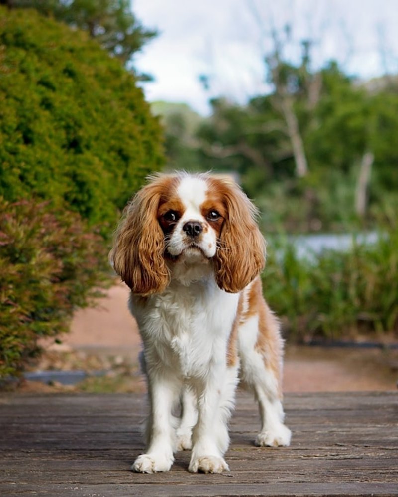 Cavalier King Charles Spaniel with gentle trusting expression and visible catchlight in eyes